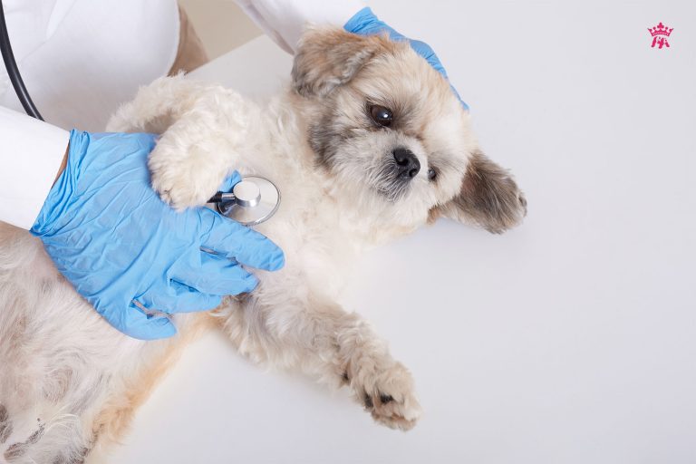 Nguyên nhân và cách điều trị bệnh Parvo ở chó
