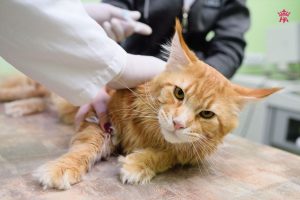 Bệnh ký sinh trùng ở mèo